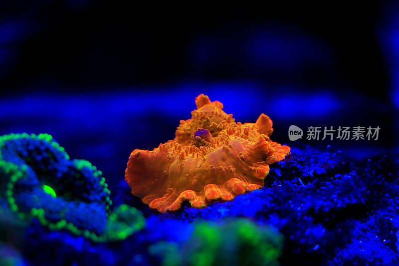 金迪斯科索马蘑菇珊瑚/海葵 - （放线菌属）